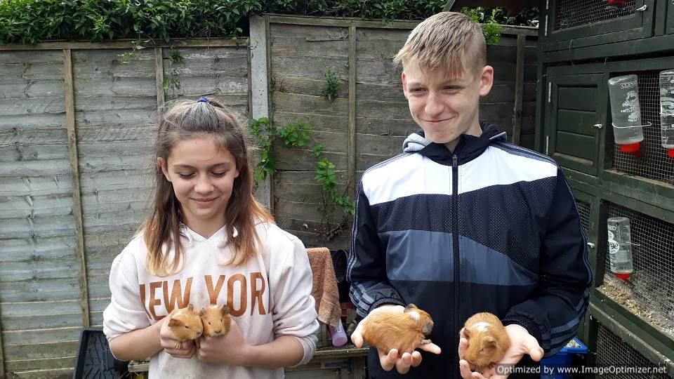 a petting zoo where children can meet rabbits, chickens and guinea pigs at Orleans school in Twickenham