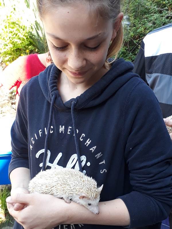 a petting zoo where children can meet rabbits, chickens and guinea pigs at Orleans school in Twickenham