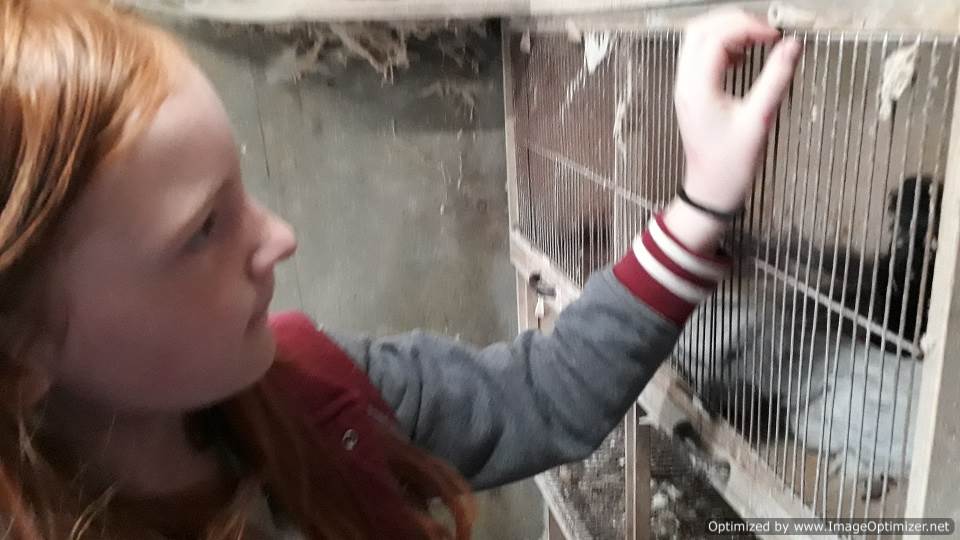 Pekin chicken bantams, mini-lop rabbits, and guinea pigs for the children of Nelson school to pet