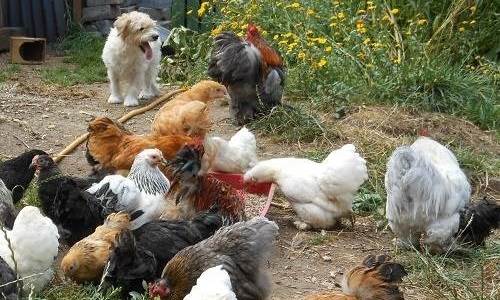 Pekin bantam chickens enjoy a scratch in the garden while a protective dog, a jack russell, stands guard over them