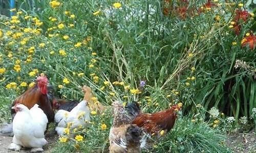 Pekin bantam chickens scratch in the flower beds among the corn marigolds and verbenas, for insects especially worms
       that make a tasty afternoon meal