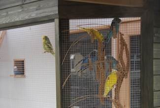 Budgies