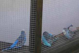 Budgies