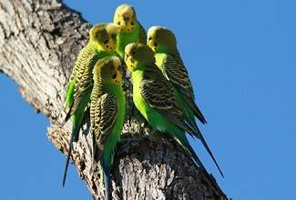 Budgies