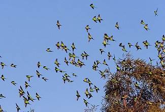 Budgies