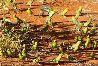Budgies