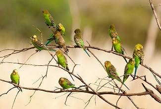 Budgies