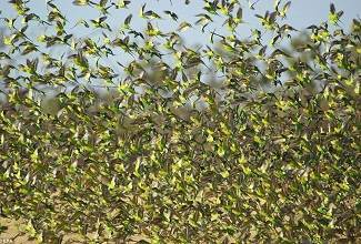Budgies