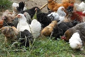 my flock of Pekin Bantam Chickens wanders around the garden scratching in the ground looking for insects