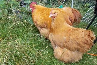 Chickens