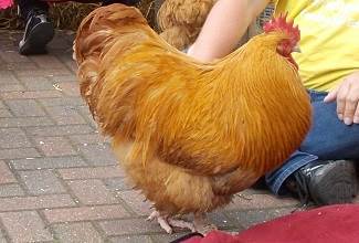 Chickens