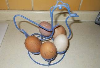 Chickens