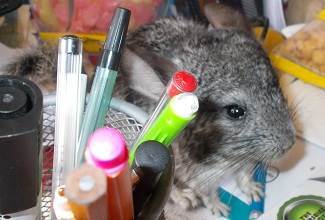 Chinchillas