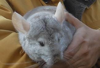 Chinchillas