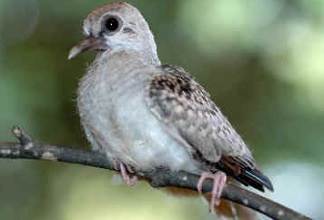 Doves