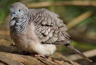 Doves