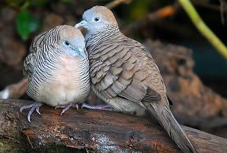 Doves