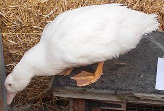 Ducks