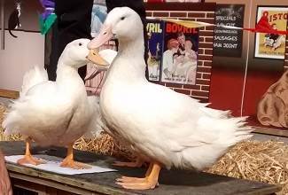 Ducks