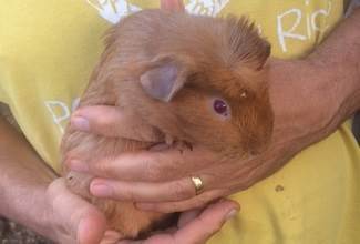 Guinea Pigs