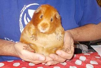 Guinea Pigs