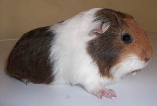 Guinea Pigs
