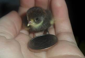 Chinese Painted Quails