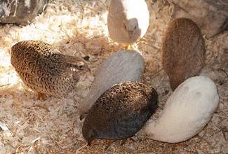 Chinese Painted Quails