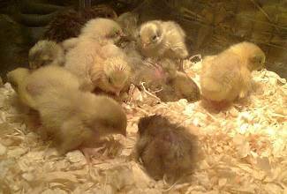 Chinese Painted Quails