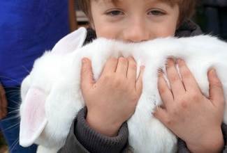 Rabbits