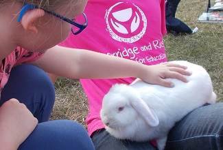 Rabbits