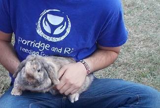Rabbits