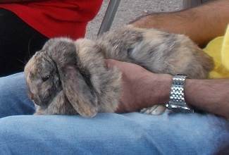 Rabbits