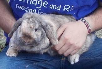 Rabbits