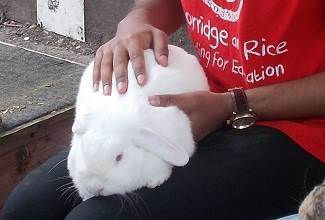 Rabbits