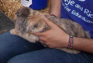 Rabbits