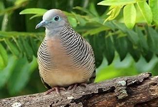 An adult zebra dove perching on a tree branch, their favourite past time when not scratching on the ground